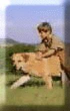 [Ol' Yeller pic]